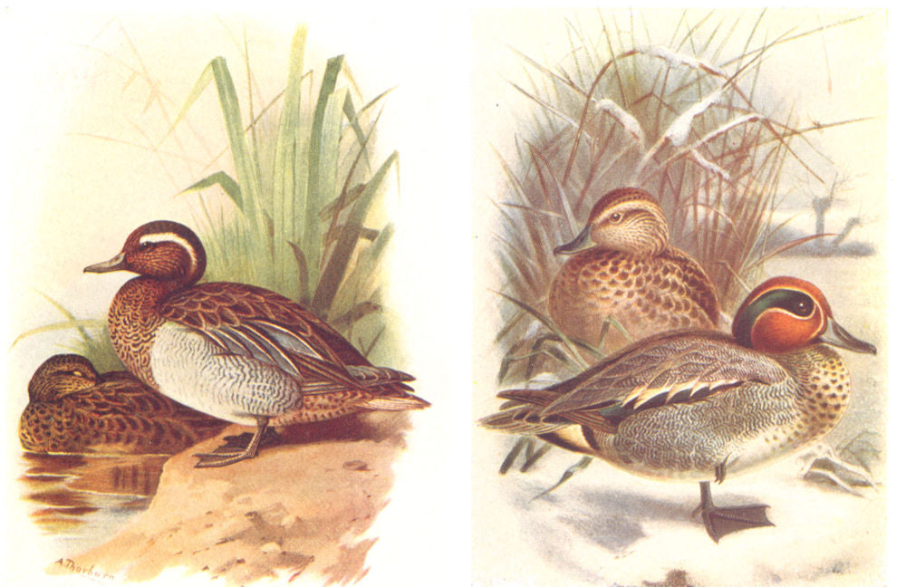 BRITISH BIRDS. Garganey; Teal. THORBURN 1925 old vintage print picture